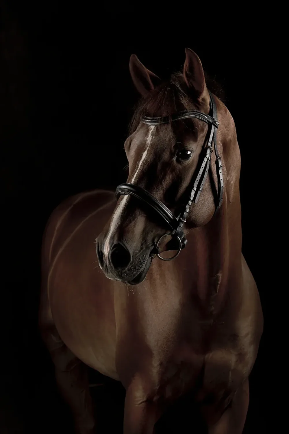 1. Platz - Alois Stingl